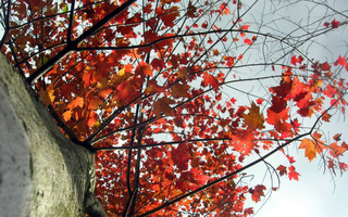 Illustration for article titled Shooting Challenge Fall Leaves Gallery 11
